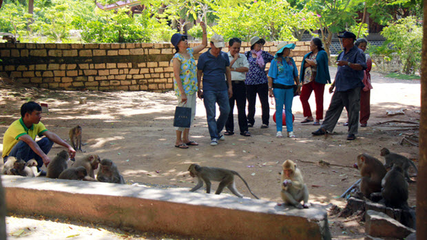 Ngôi chùa có đàn khỉ hoang dã lớn nhất Việt Nam